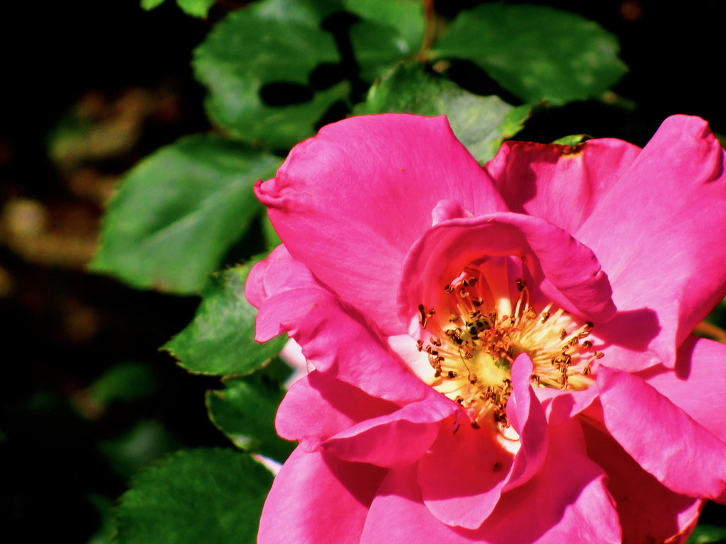 The Pink Flower is Nurturing Photography by Ellen Reichenthal