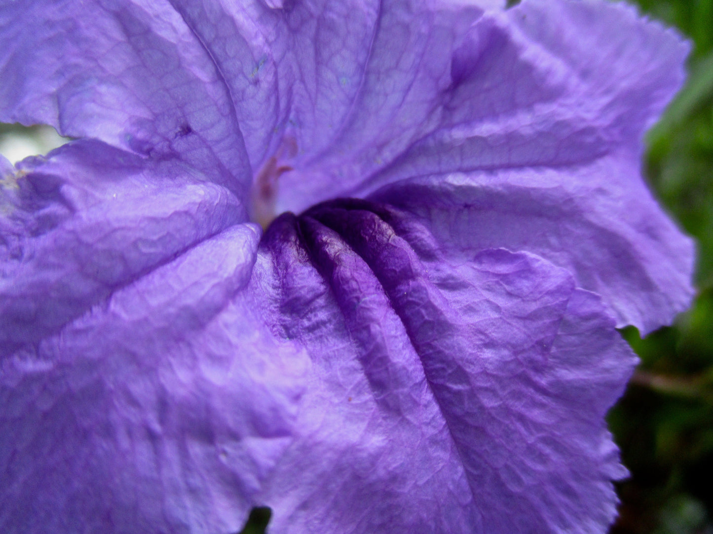 A Purple Flower Growing Photography by Elyse Brandt