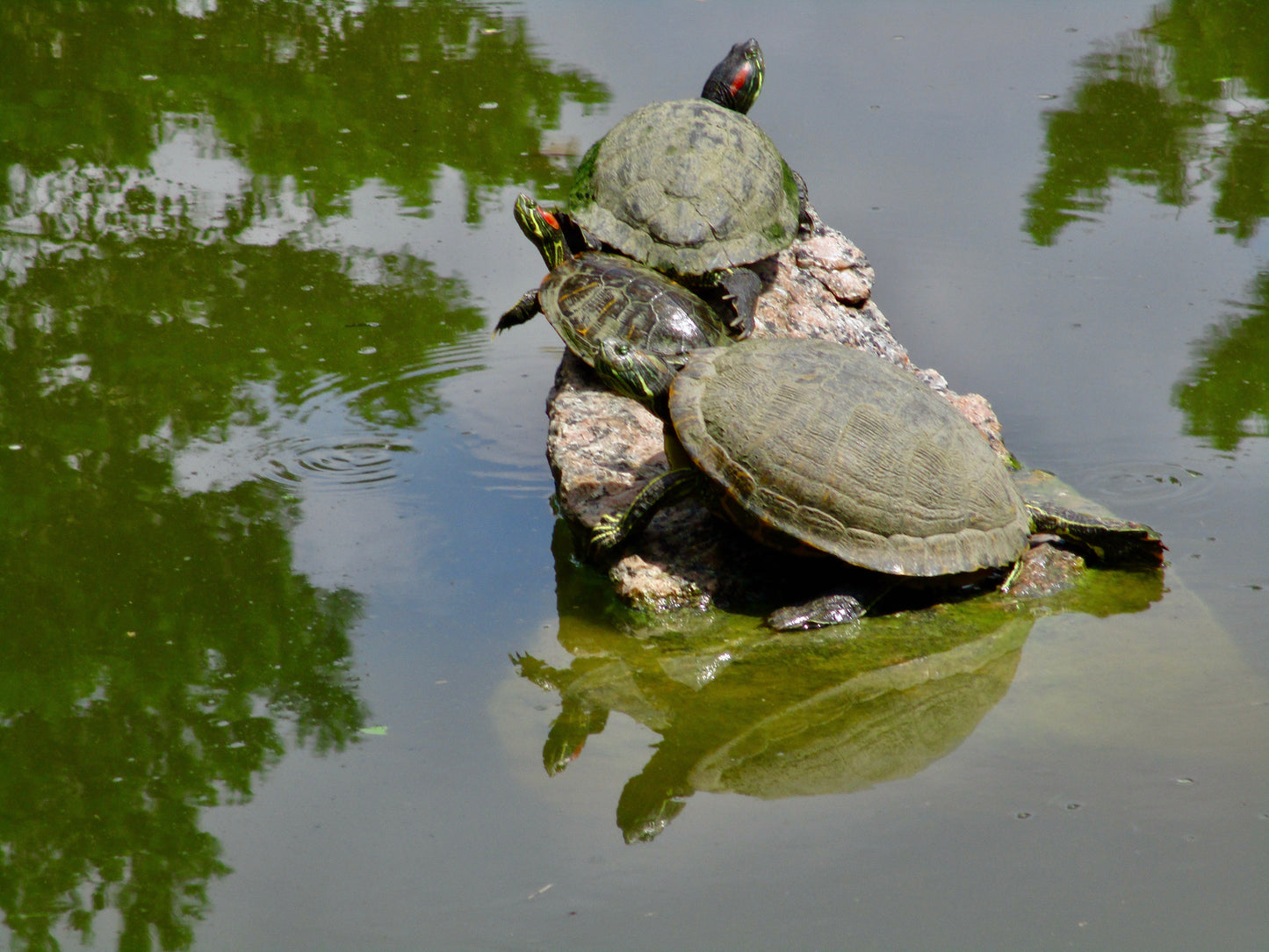 This is a photo of three turtles resting on a rock in a pond