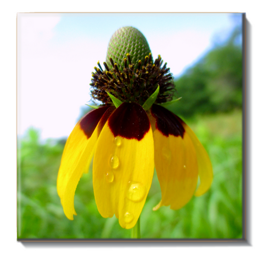 "Opening Up into a flower" Tile by Elyse