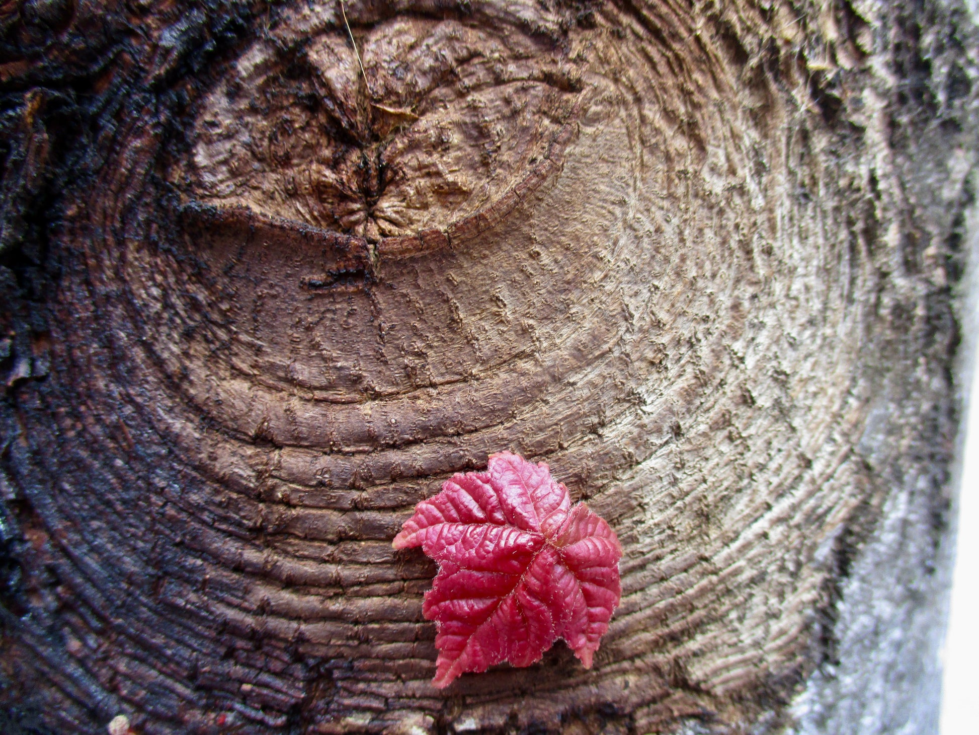 photograph of red leaf on tree