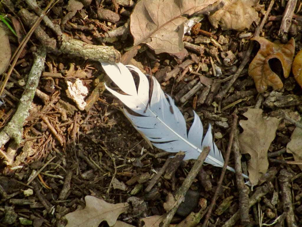 Photograph of white feather against dark background of broken twigs and leaves