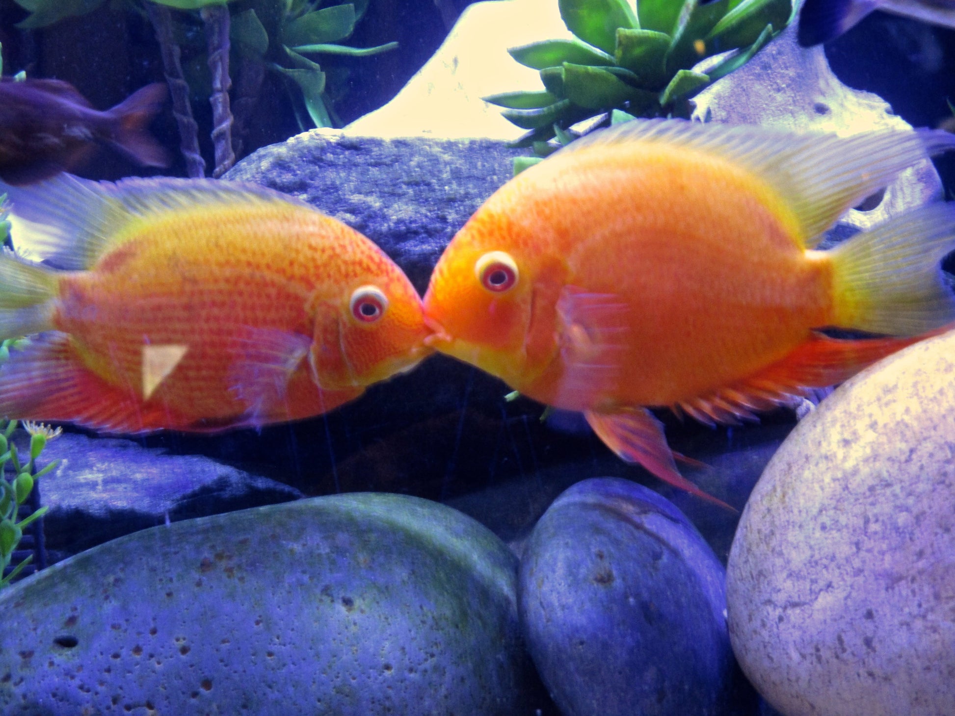 Two Goldfish Kissing Photography by Gabrielle Howard