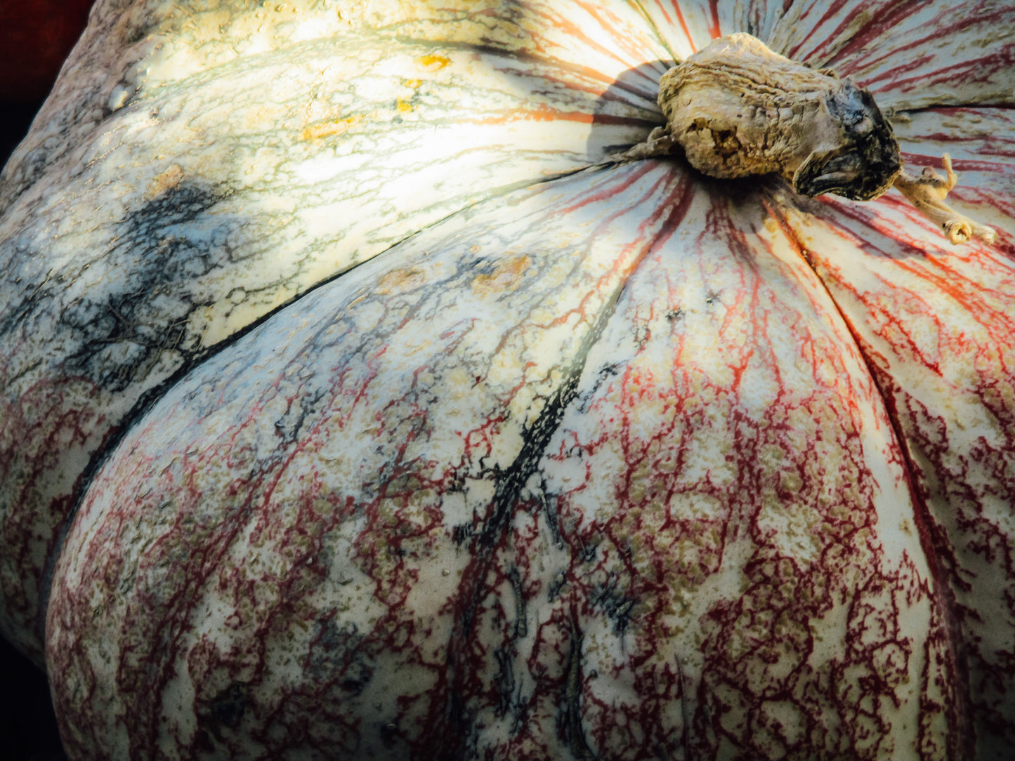 White Squash Photography by Gabrielle Howard