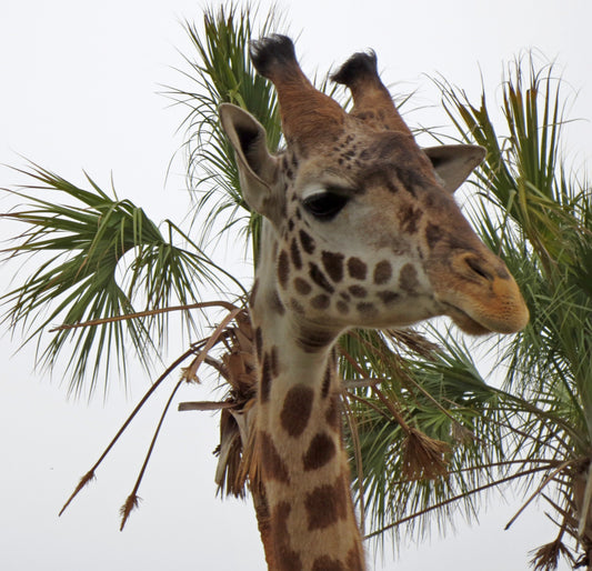Giraffe Photography by Gabrielle Howard