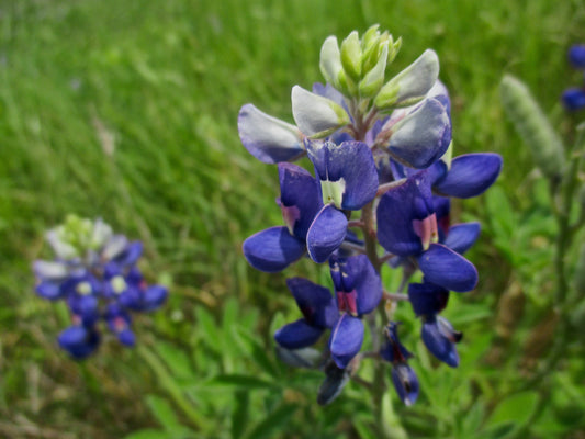 Blue Bonnet Photography by Halley Turner