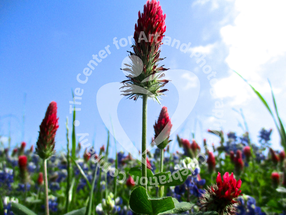 Red Indian paintbrush flowers and bluebonnets in a green field