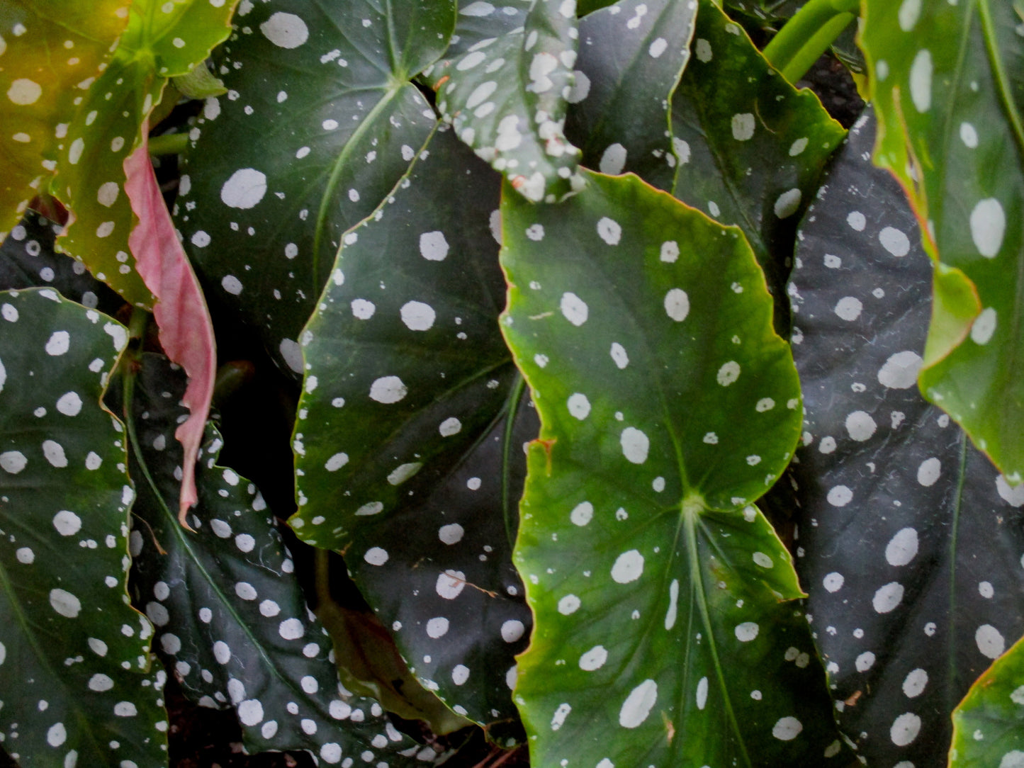 Raindrops Photography by Halley Turner