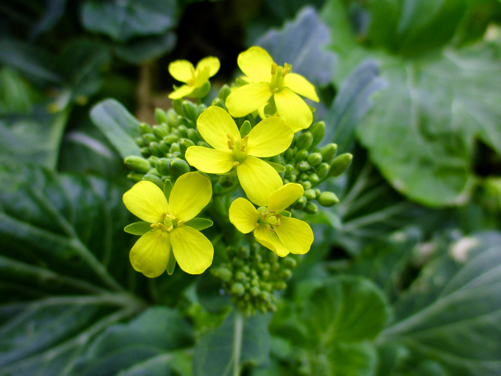 Photograph of Yellow Flowers Opening