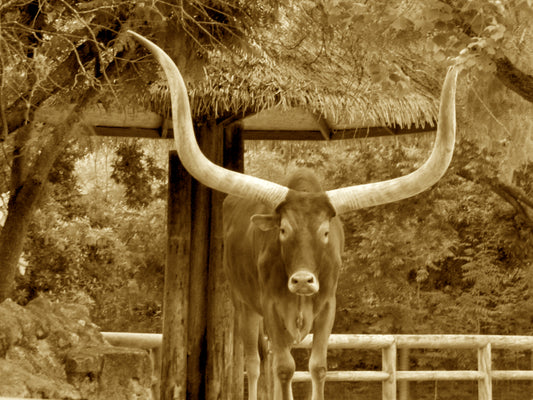 sepia photograph of longhorn