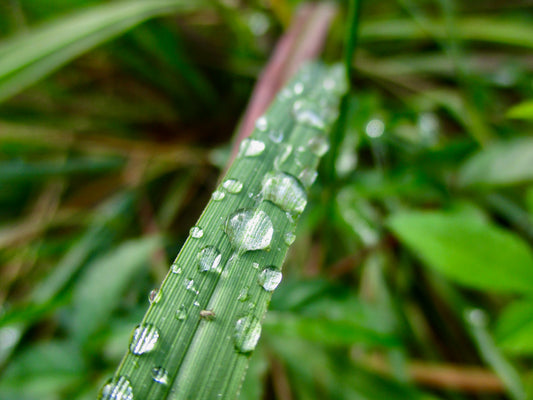 photograph of raindrops on grass
