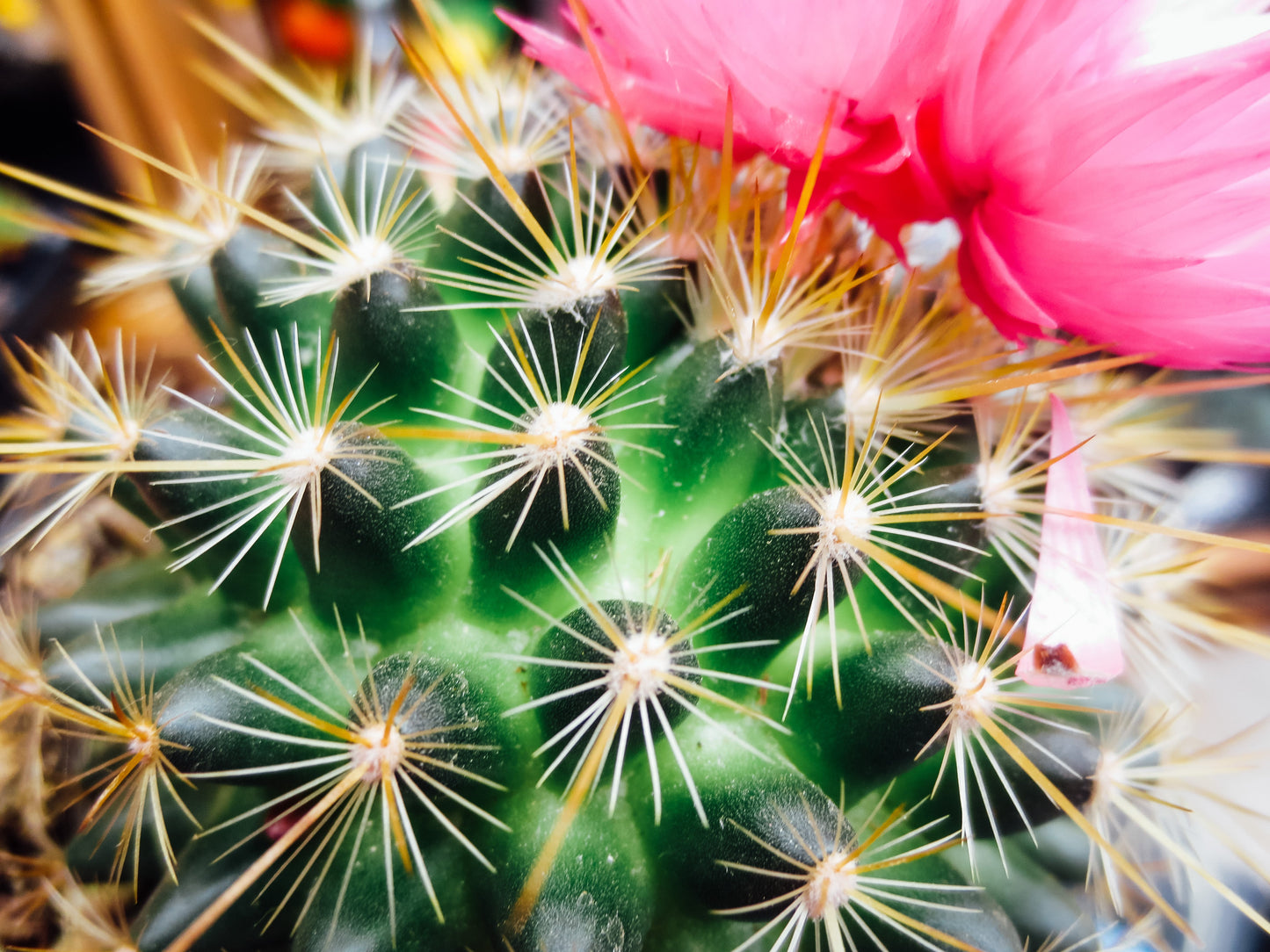 A Cactus with Thorns Photography by Melissa Shapiro