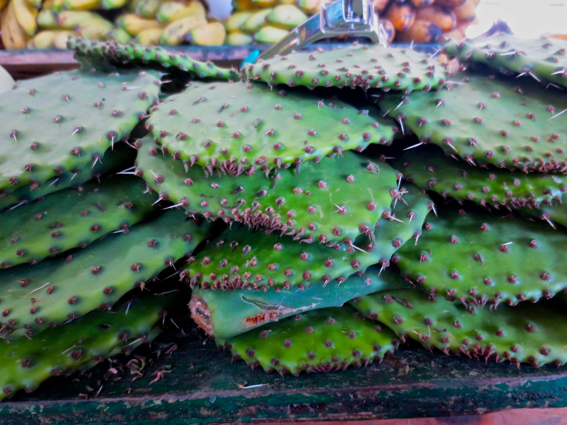 Cactus Pads Photography by Melissa Shapiro