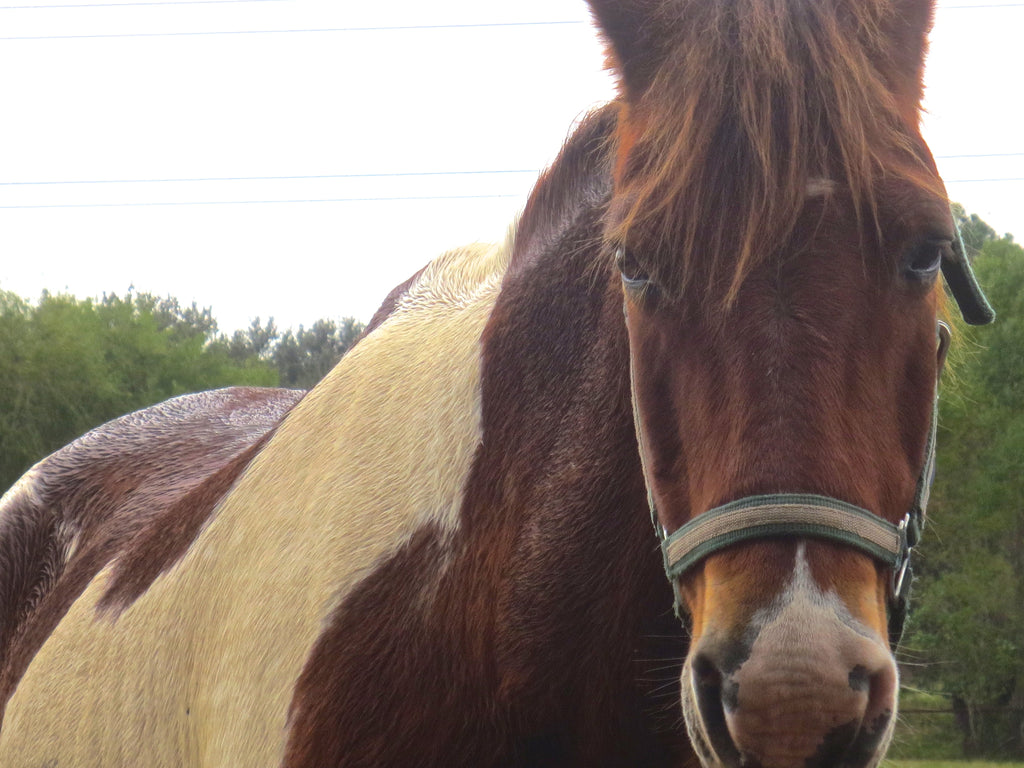 Riding Horses Photography by Melissa Shapiro