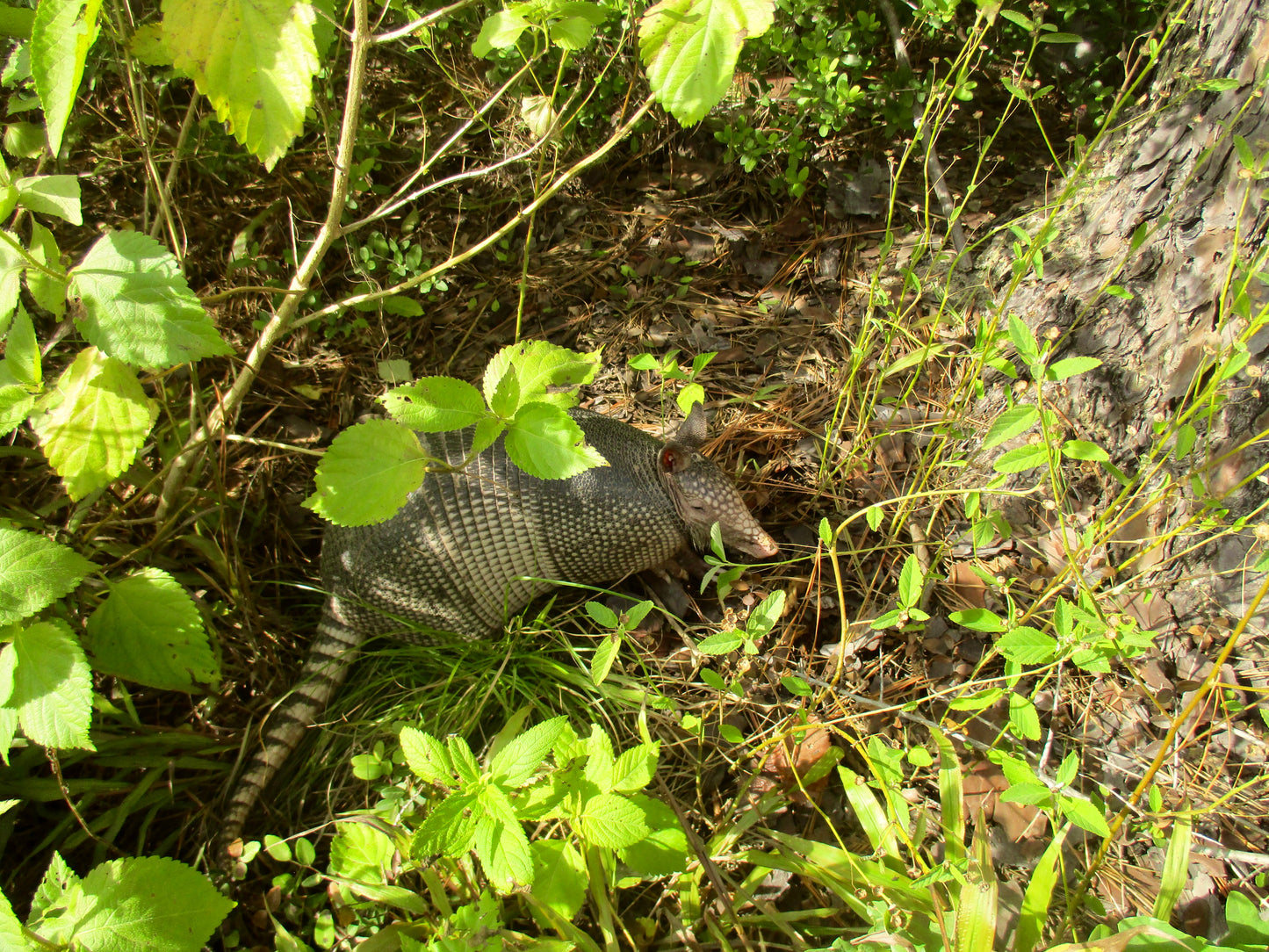 Photograph of Surrounds of An Armadillo