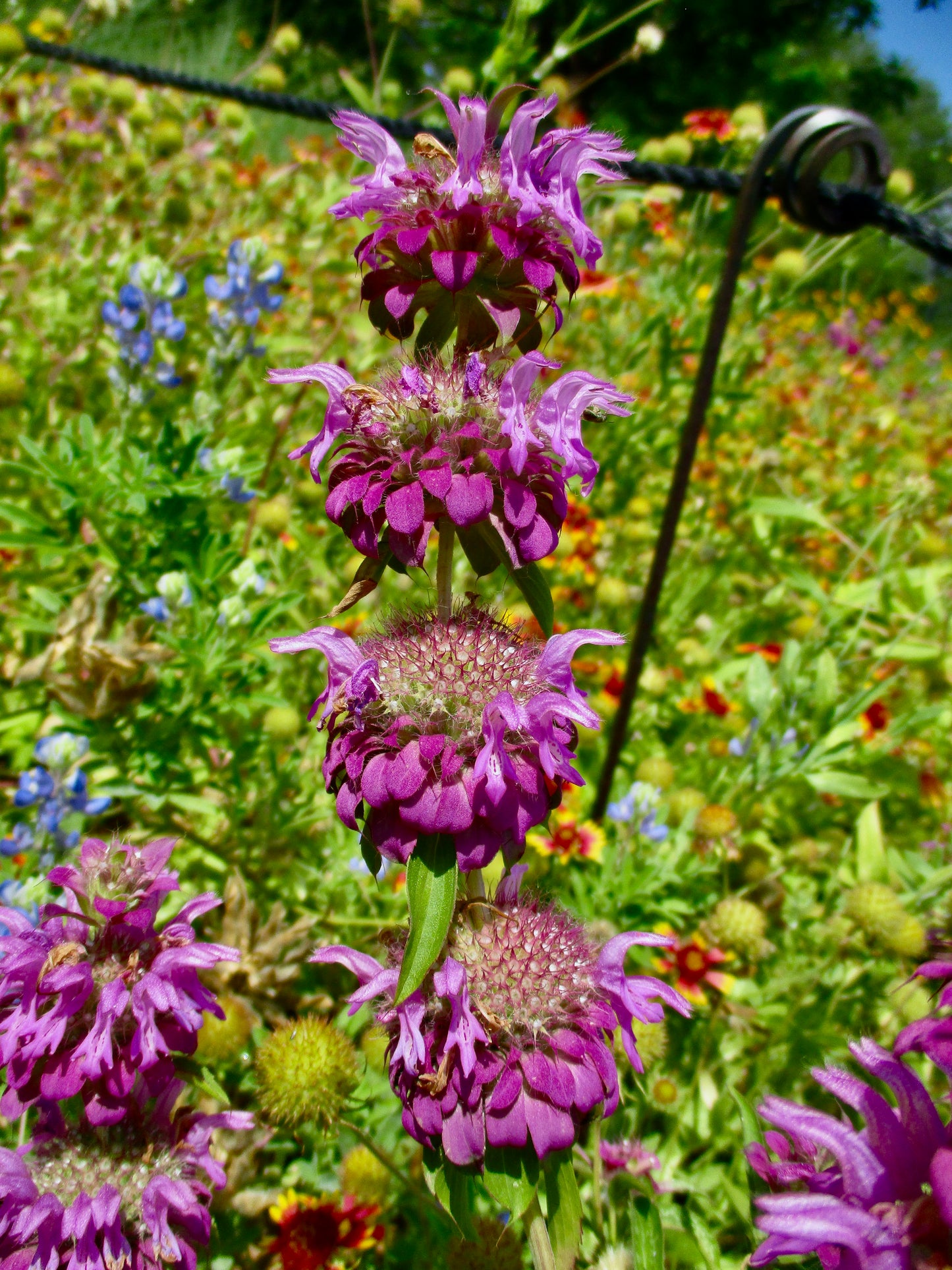 Photograph of Purple Meadow