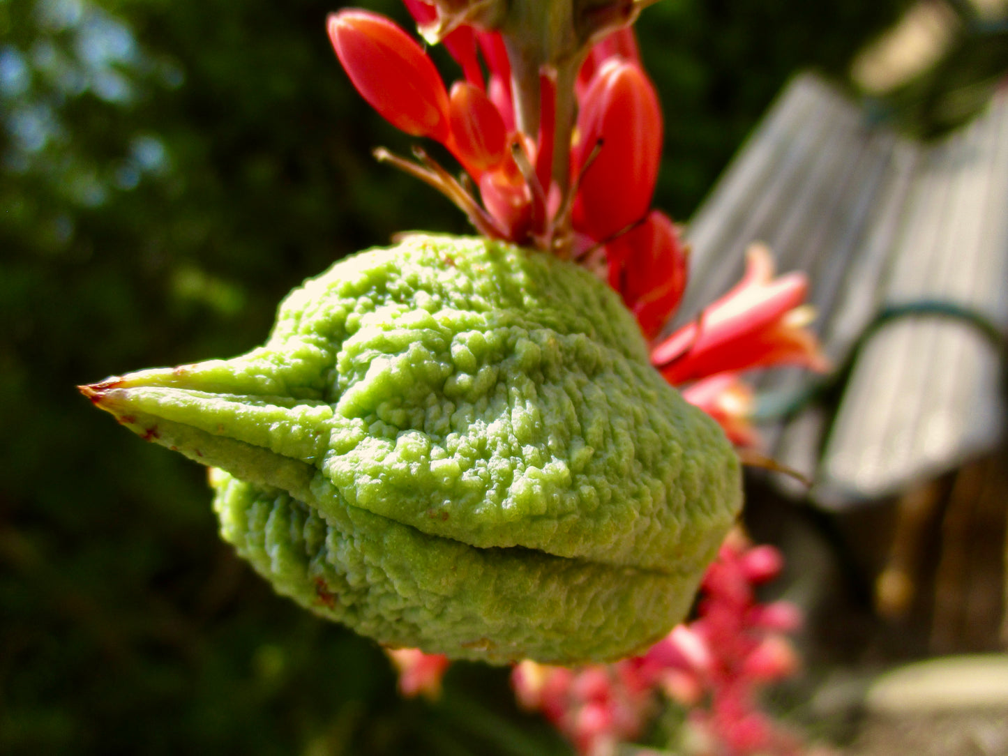 Photograph of Flower Pod