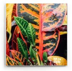 square magnet with a Photograph of center of a leafy plant. In the center, the leaves are bright green new growths. Surrounding it are large leaves that have red and yellow veins and edges of the dark green leaves