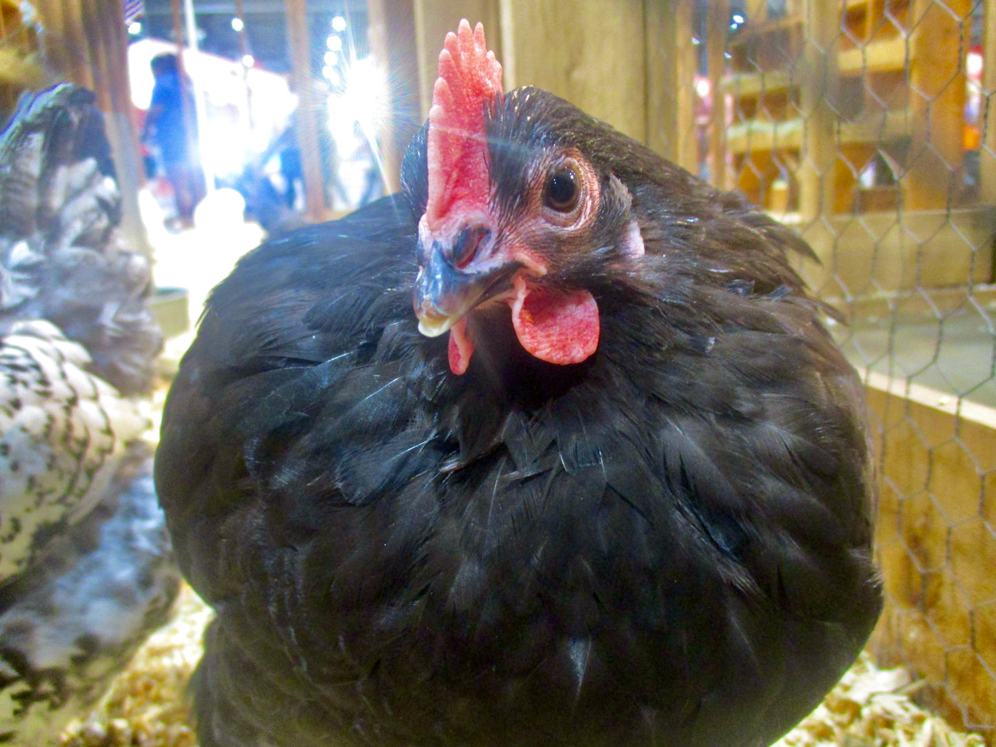 photo of chicken