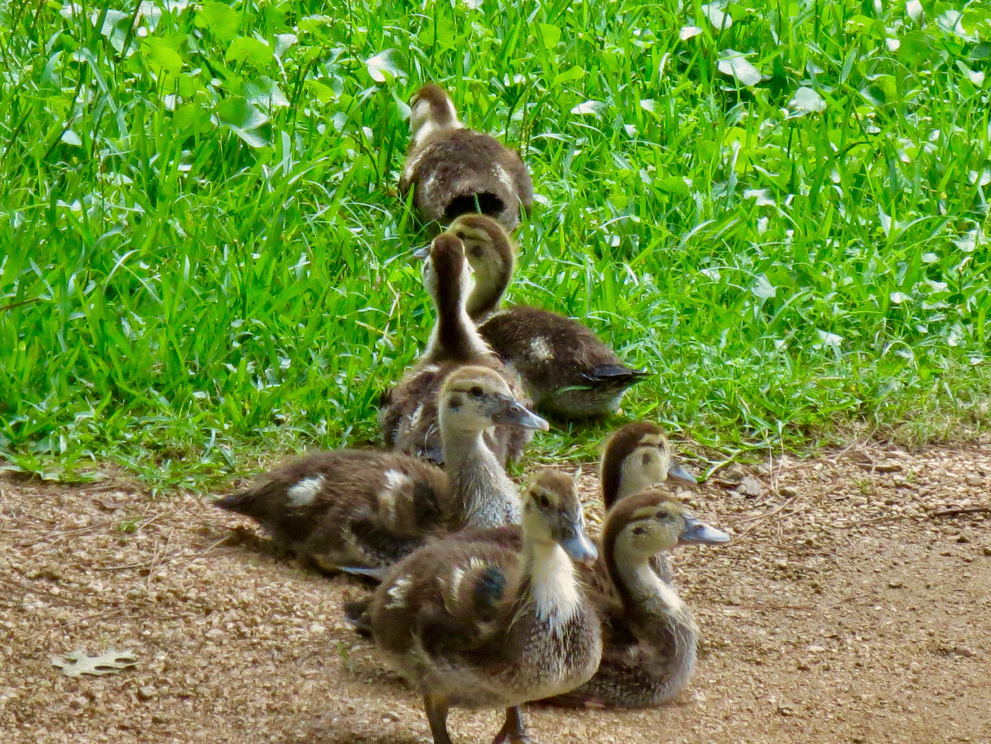 This is a photo of 7 baby ducklings walking through the grass
