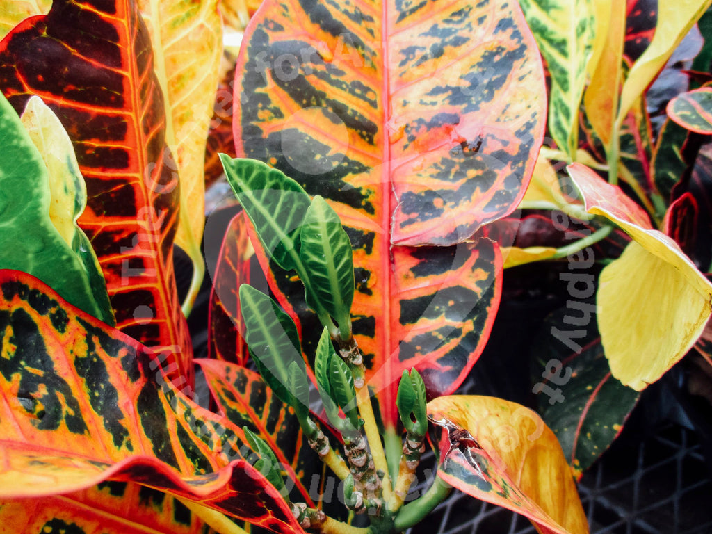 Photograph of center of a leafy plant. In the center, the leaves are bright green new growths. Surrounding it are large leaves that have red and yellow veins and edges of the dark green leaves