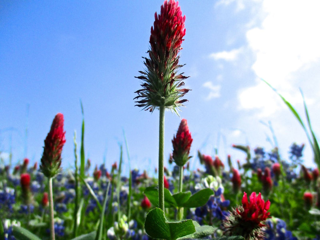 Photograph on acrylic of red Indian paintbrush and bluebonnet wildflowers in a green field