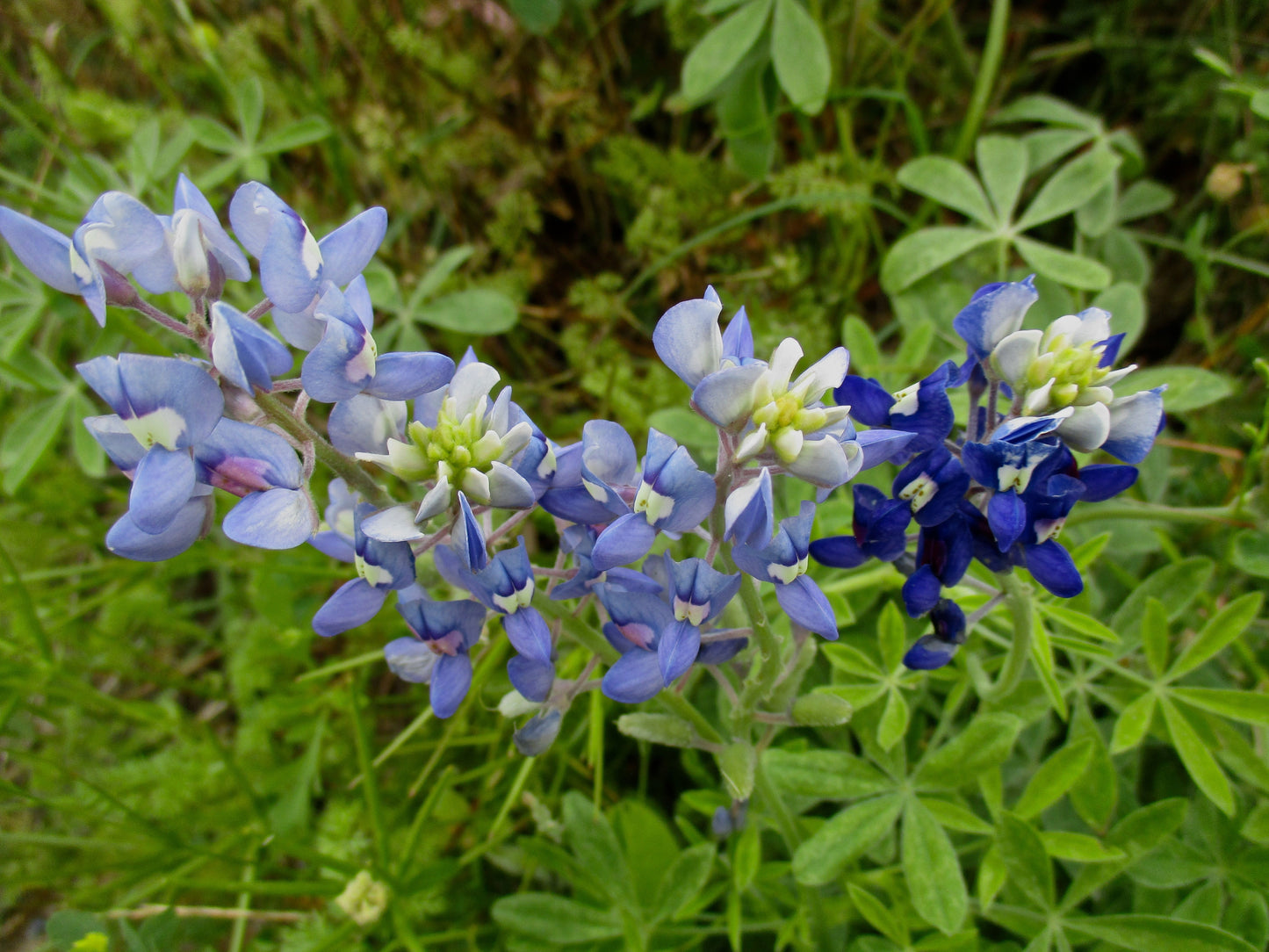 Out of green leaves arise flowers with almost triangular petals. The flowers on the left are periwinkle blue tipped with white; the rightmost is a very deep blue tipped with white. 