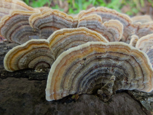 Against a blurred background of green plants and atop what looks like a gray log are several fan-like shapes with wavy edges. The shapes feature concentric half-rings in tints of purplish gray, beige, brown, yellow, and white. A gray stem extends from the one in front, If you imagine that the stem could be the body of a bird, the fan shape could be the tail feathers of a turkey. 
