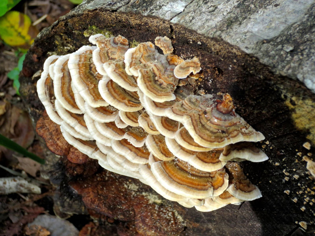 Fan-like shapes with wavy edges extend from the cut edge of a gray log. With their cream-colored edges they suggest stacked colorful pancakes with concentric half-rings in tints of purplish gray, beige, brown, yellow, and white. 